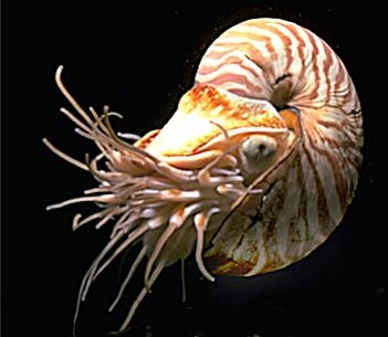 Image result for nautilus wiki